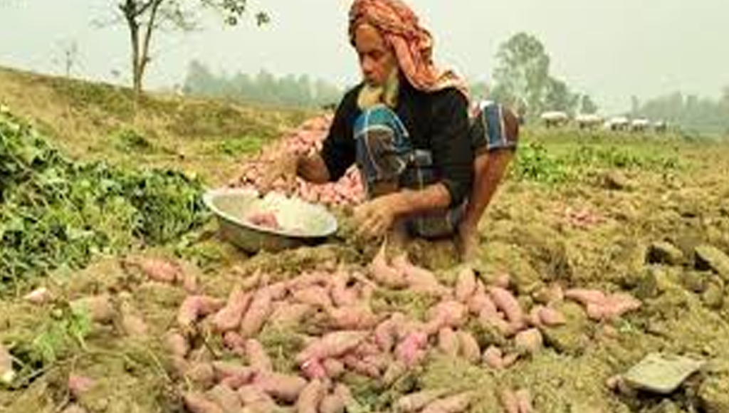 Image description
